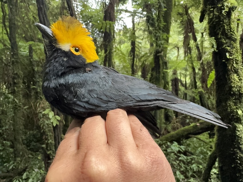 The first-ever photograph of the Yellow-crested Helmetshrike, or Prionops alberti, was taken during a recent expedition led by scientists at The 山ּ of Texas at El Paso. Credit: Matt Brady / The 山ּ of Texas at El Paso 
